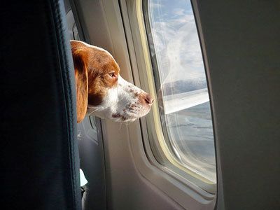 Dog friendly