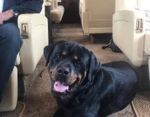 Private jet dogs