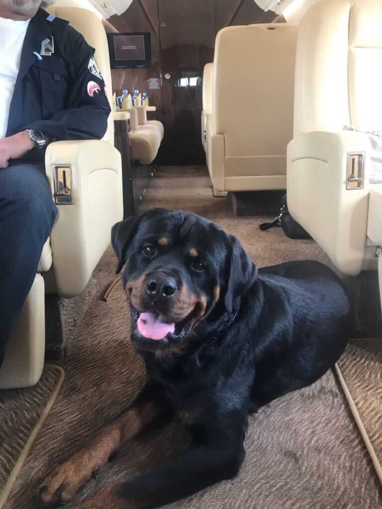 Private jet dogs
