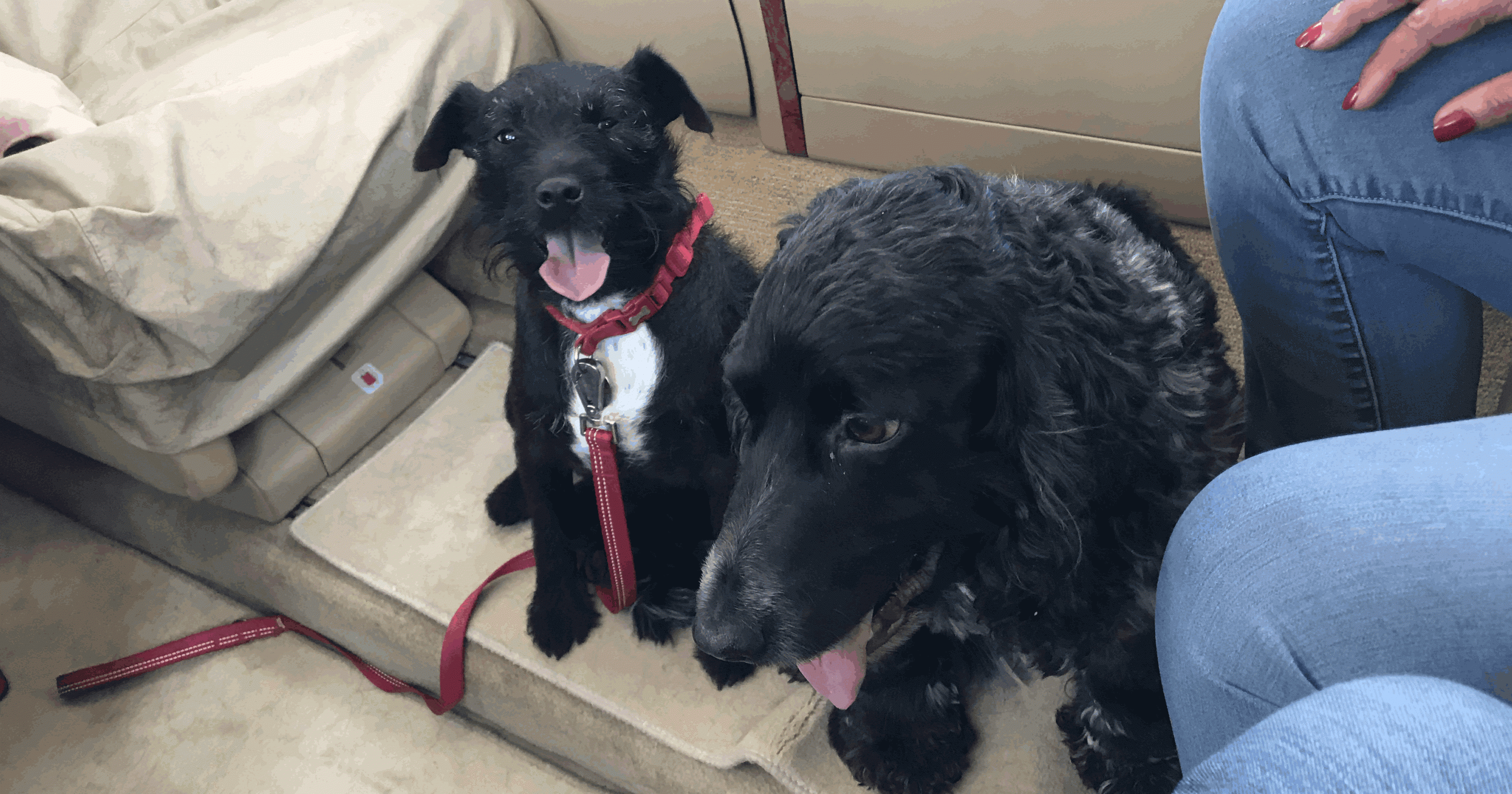 Charter-a ltd dog on private jet