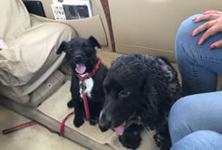 private jet pet travel